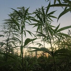 Elixinol is the latest Australian cannabis company to list on US stock exchange Elixinol is the latest Australian cannabis company to list on US stock exchange